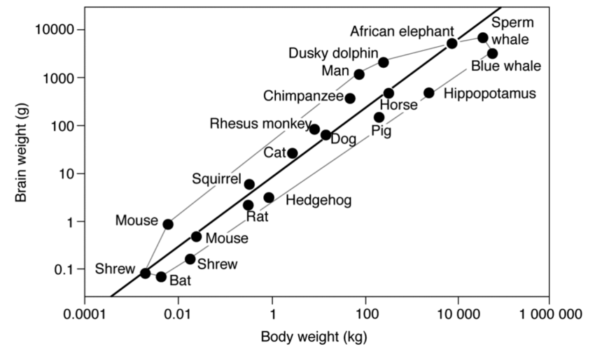 Brain weight vs body weight