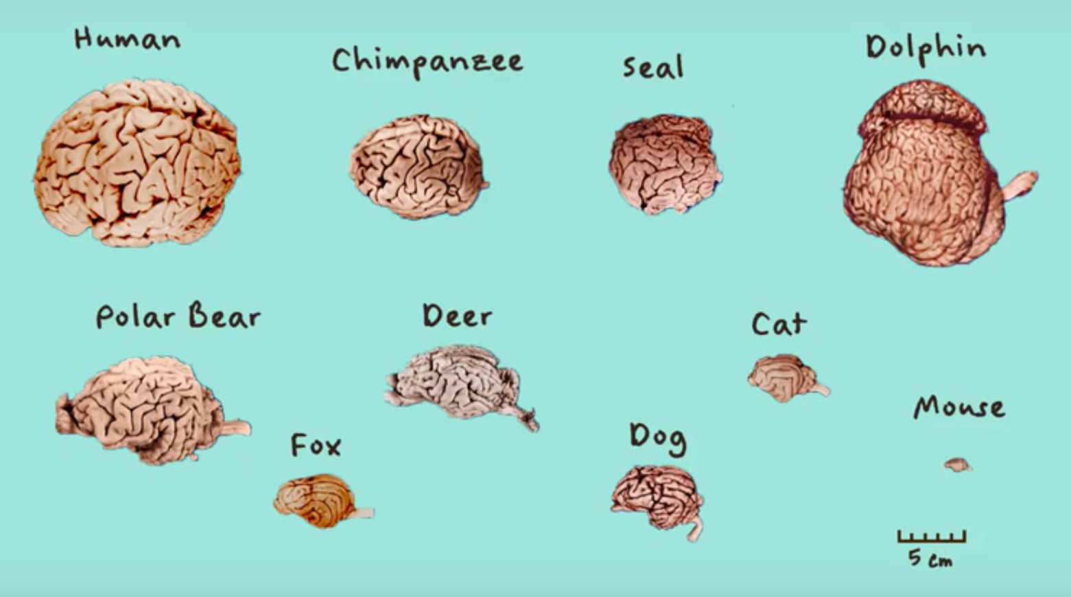 Various Mammalian Brains
