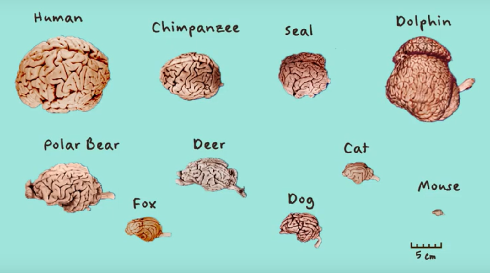 Cat Brain Size Comparison at Maureen Mello blog