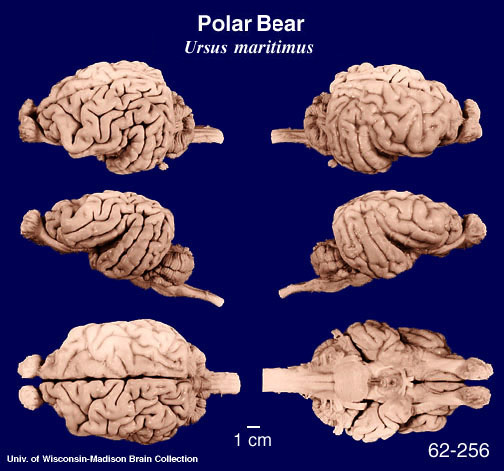 Polar Bear Brain